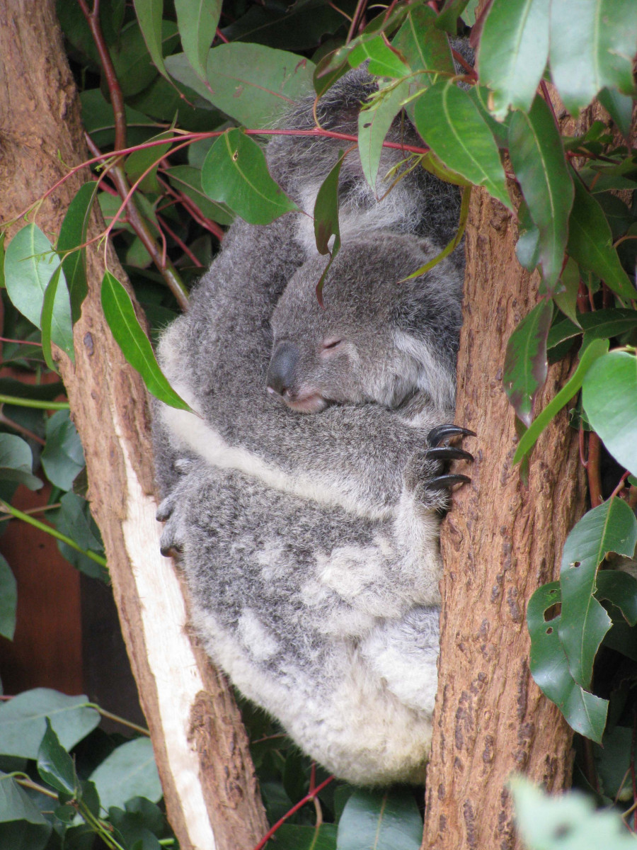 Baumkängurus in Queensland