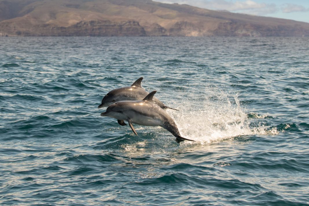 Nachhaltig Delfine und Wale beobachten vor La Gomera