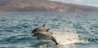 Nachhaltig Delfine und Wale beobachten vor La Gomera