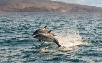 Nachhaltig Delfine und Wale beobachten vor La Gomera
