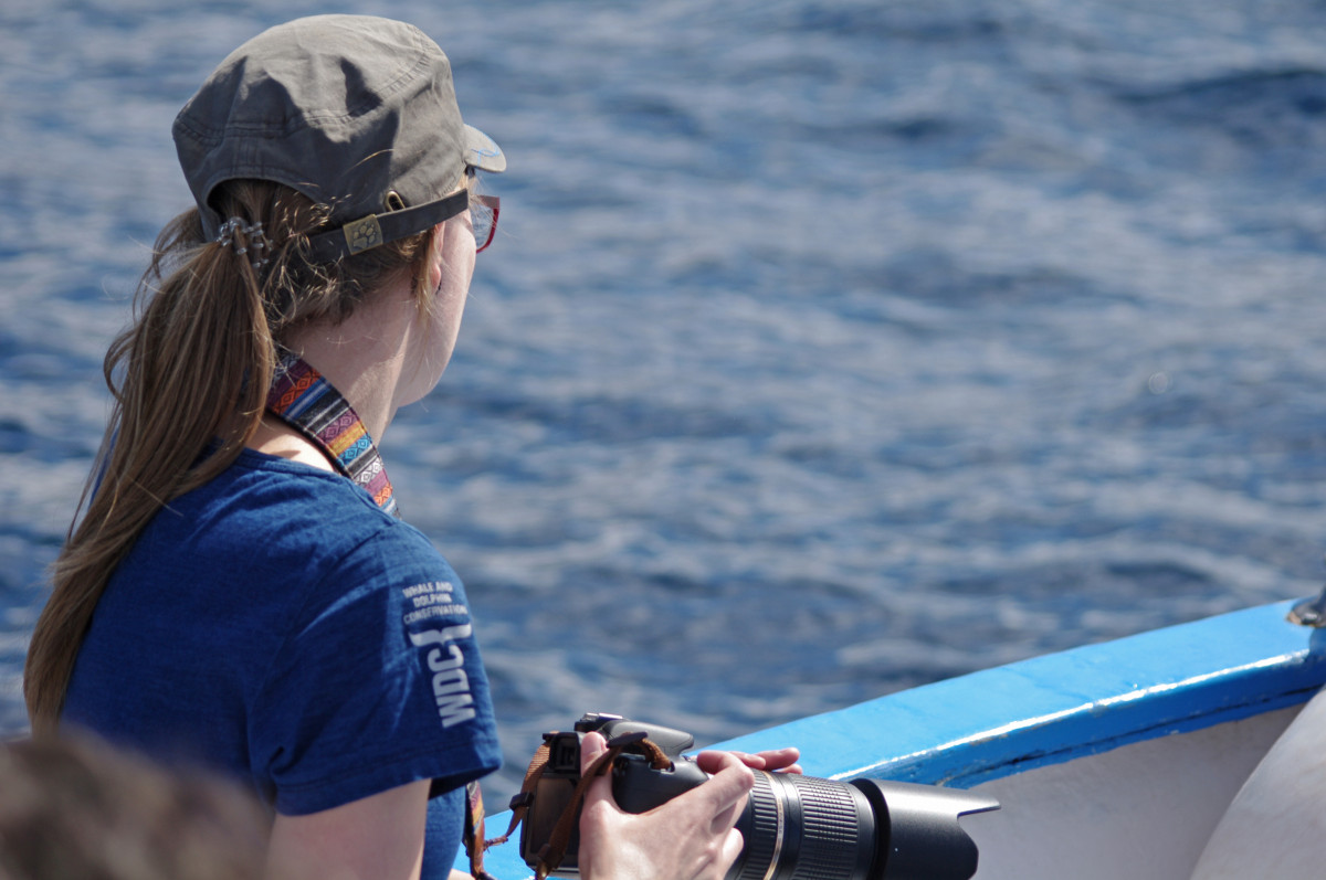 Nachhaltig Delfine und Wale beobachten vor La Gomera