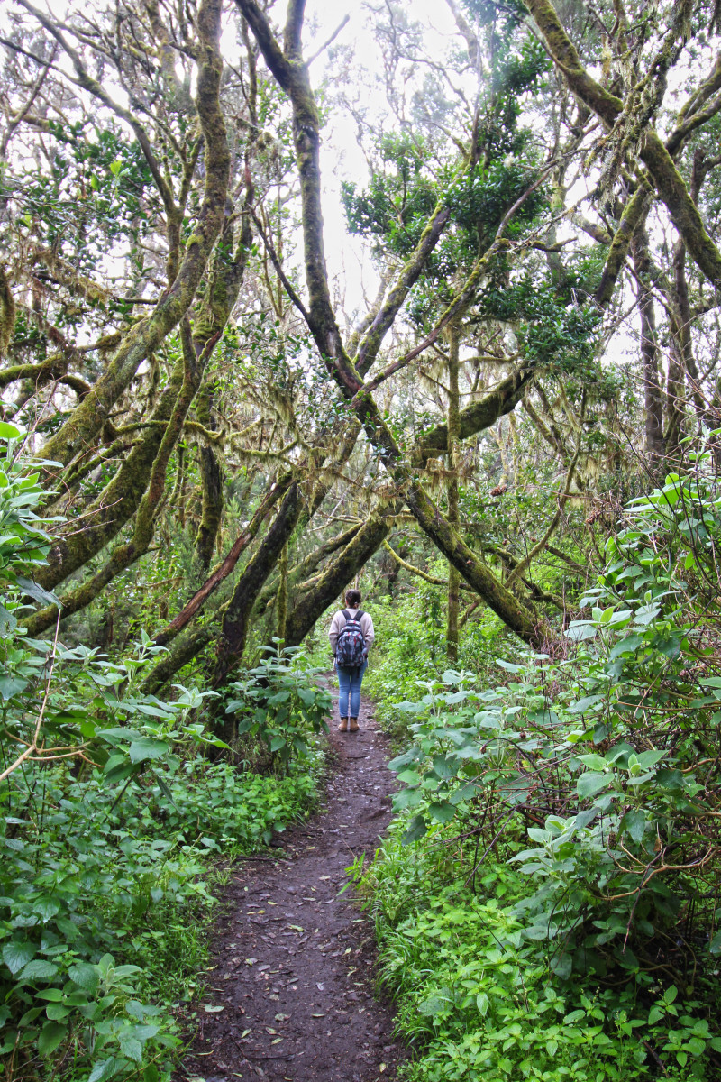 Gomera für Gourmets: Hot Spots, Ausflüge und Spezialitäten