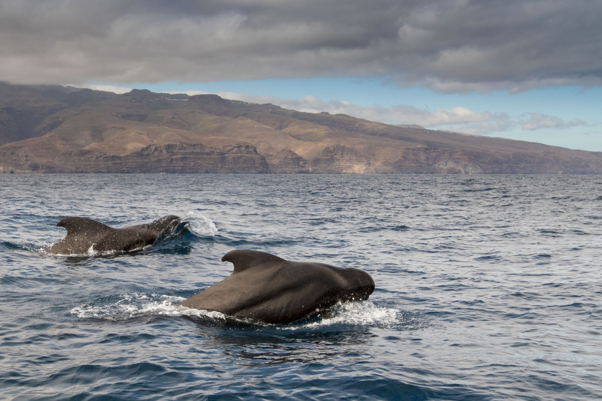 Nachhaltig Delfine und Wale beobachten vor La Gomera