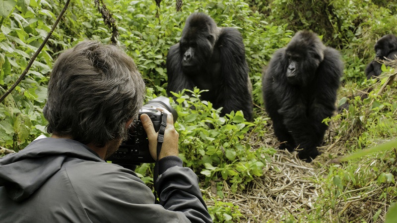 Photographer taking photos of Silverback Mountain Gorilla (Gorilla gorilla beringei), Parc National des Volcans, Rwanda, Africa