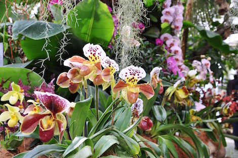 Blumen auf der Insel Mainau