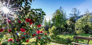 Edle Blumen im Tessin