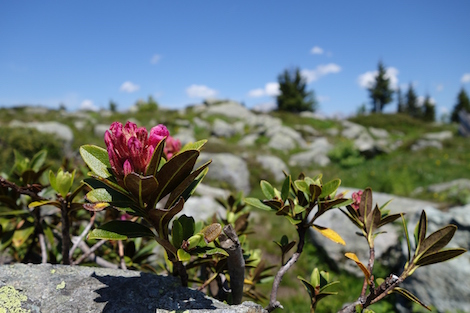 Blüten in den Alpen