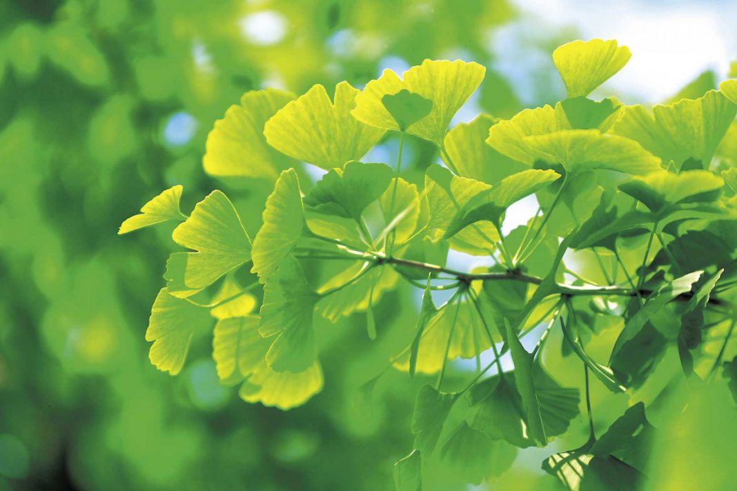 Neue Kräfte mit Naturmedizin: Zurück zur Natur mit Ginseng und Ginkgo