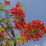 Blume_89F4537