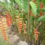 Blumen_P1010160