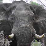 Elefant_E.Heinrichsdobler