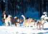 Mit Huskies und Schlitten durch den Thüringer Wald