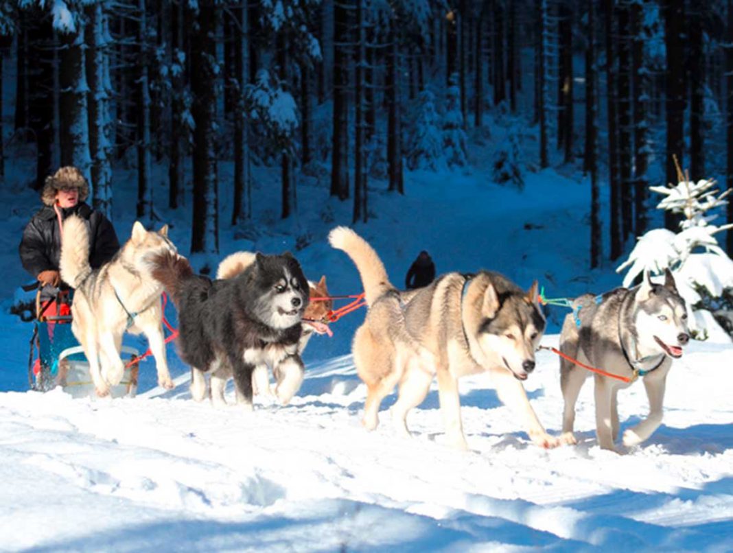 Mit Huskies und Schlitten durch den Thüringer Wald