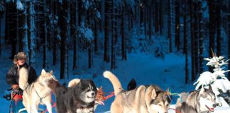 Mit Huskies und Schlitten durch den Thüringer Wald