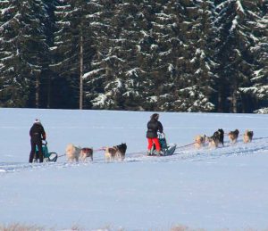 Mit Huskys und Schlitten durch den Thüringer Wald