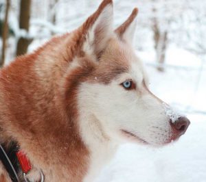 Mit Huskys und Schlitten durch den Thüringer Wald