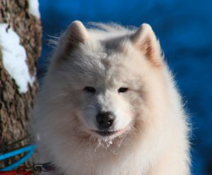 Mit Huskys und Schlitten durch den Thüringer Wald