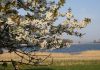 Frühlingsfang auf der Insel Rügen