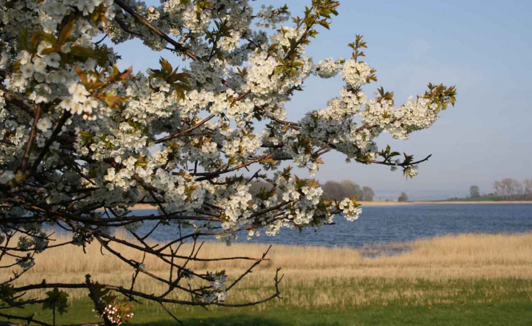 Frühlingsfang auf der Insel Rügen