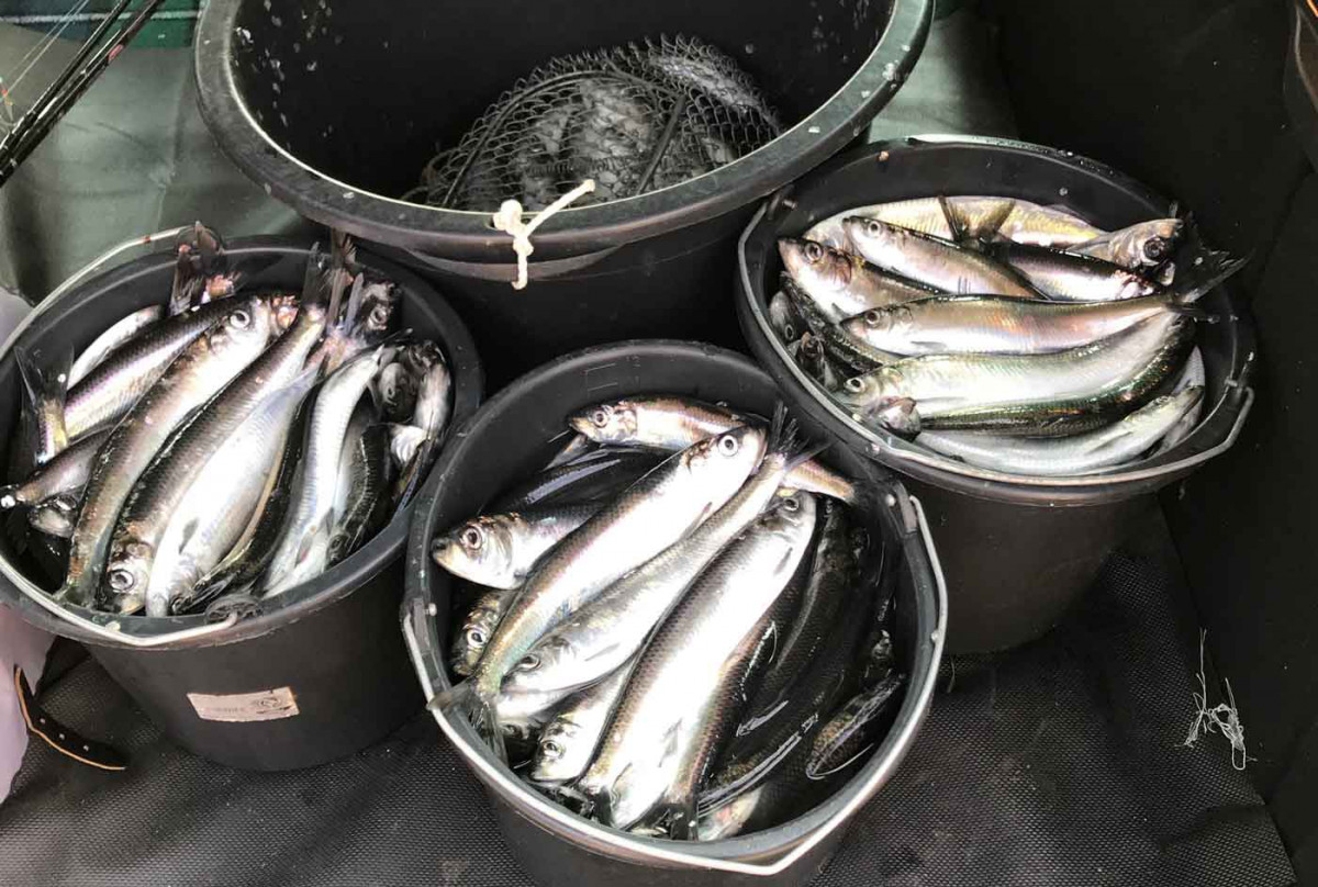 Frühlingsfang auf der Insel Rügen