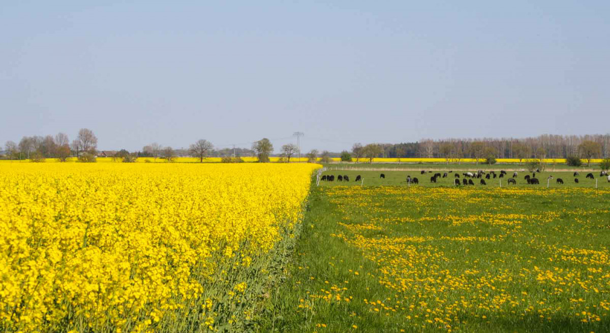 Frühlingsfang auf der Insel Rügen