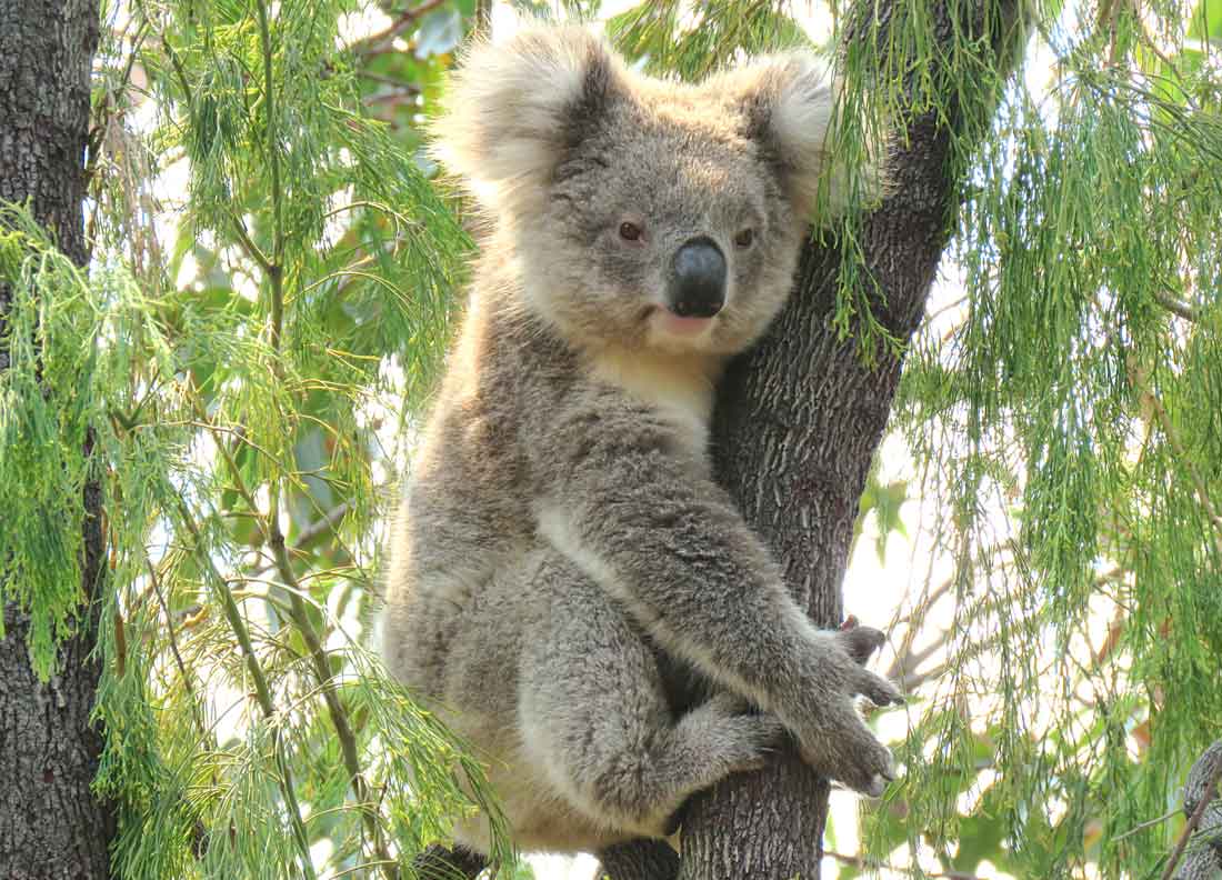 Wild Koala Day: Nachwuchs in Victoria