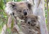 Wild Koala Day: Nachwuchs in Victoria