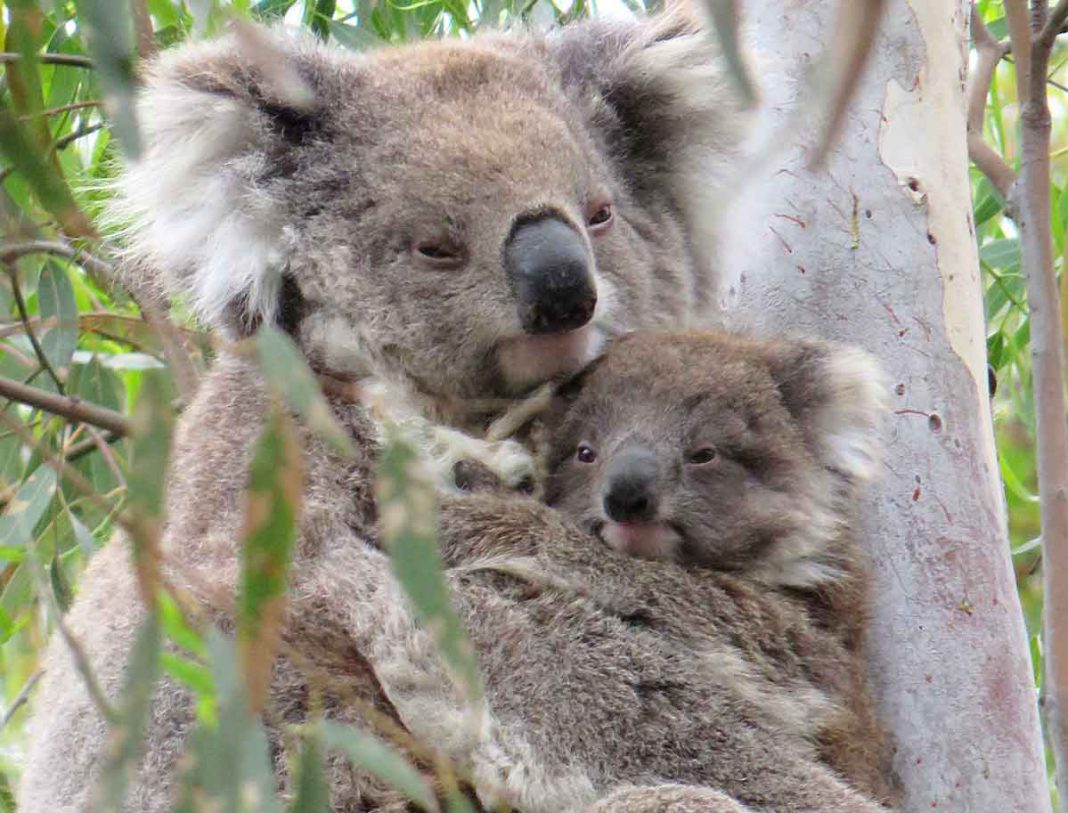 Wild Koala Day: Nachwuchs in Victoria