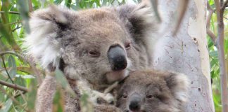 Wild Koala Day: Nachwuchs in Victoria