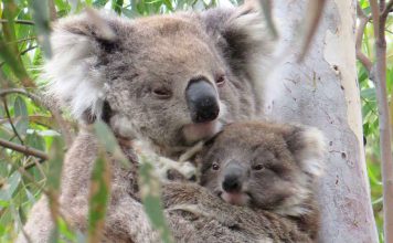 Wild Koala Day: Nachwuchs in Victoria