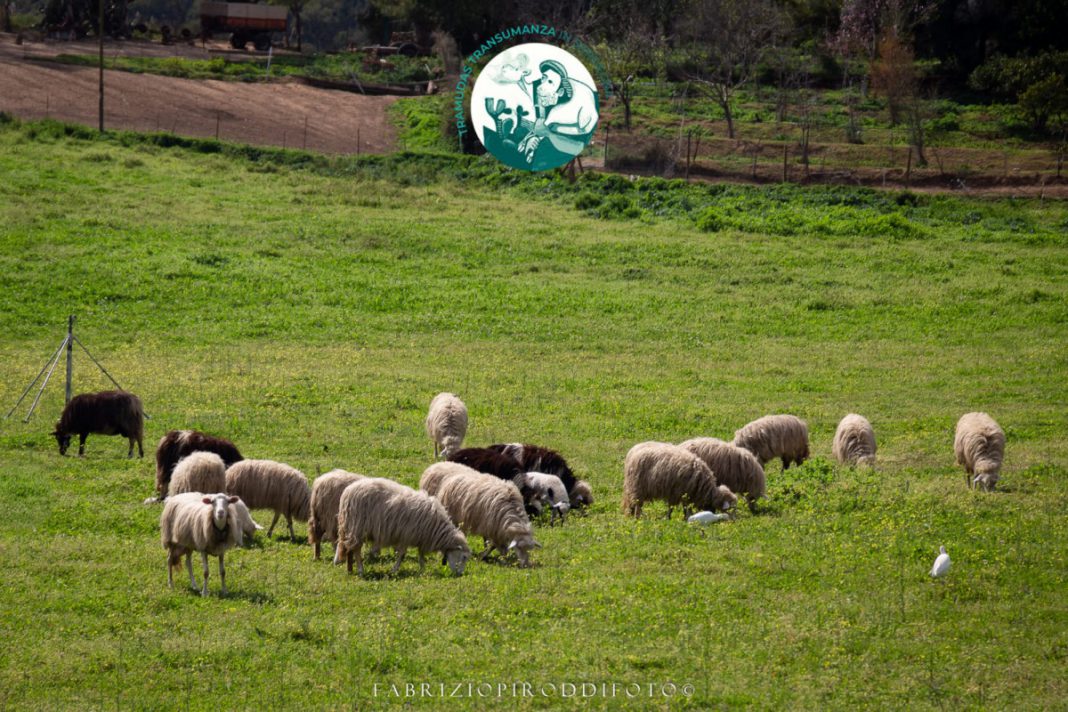 Tramudas Transumanza Online in Sardinien