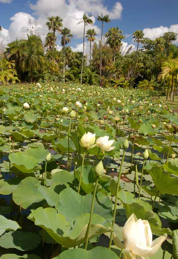 Mauritius mehr als nur Sand und Strand