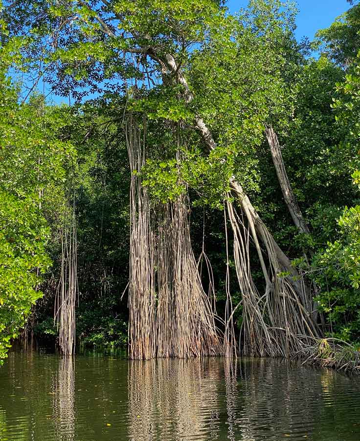 Jamaika: Natur, Rum und Reggae