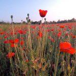 Mohnblumen_LaguneVenedig