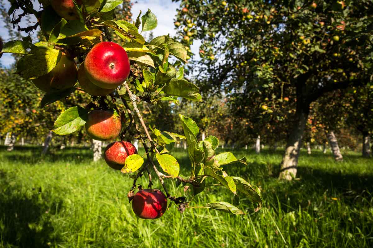 Streuobstwiesen Bad Birnbach / Wolfra