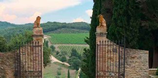 Reise zum Wein Toskana