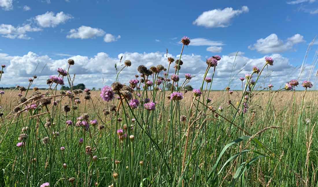 Am Stettiner Haff: Kräuselnd Blau und wogend Grün