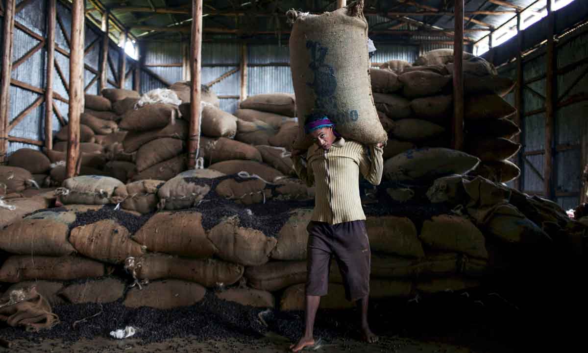 Königreich Kaffa Äthiopien: Urheimat des Kaffeestrauches