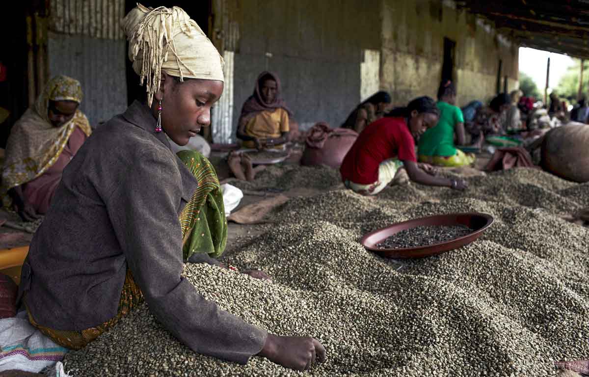 Königreich Kaffa Äthiopien: Urheimat des Kaffeestrauches