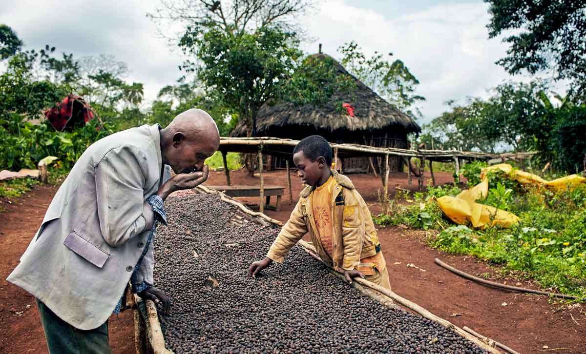 Königreich Kaffa Äthiopien: Urheimat des Kaffeestrauches