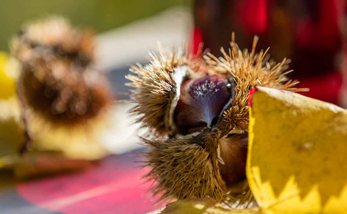 Genussmomente in Meran beim Traubenzauber, Merano WineFestival