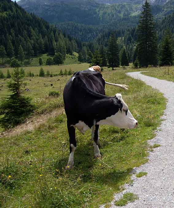 Tipps zum Bergsteigen und Wandern in den Alpen