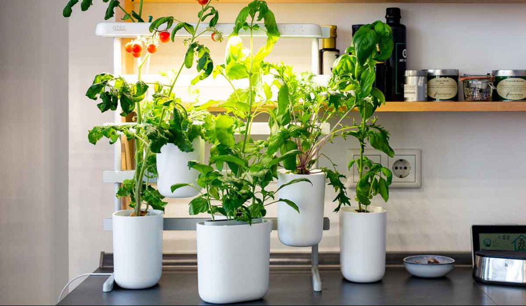 Gewinnen Sie einen Indoor-Garten!