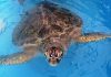 Queensland: Grüne Meeresschildkröten schützen und beobachten