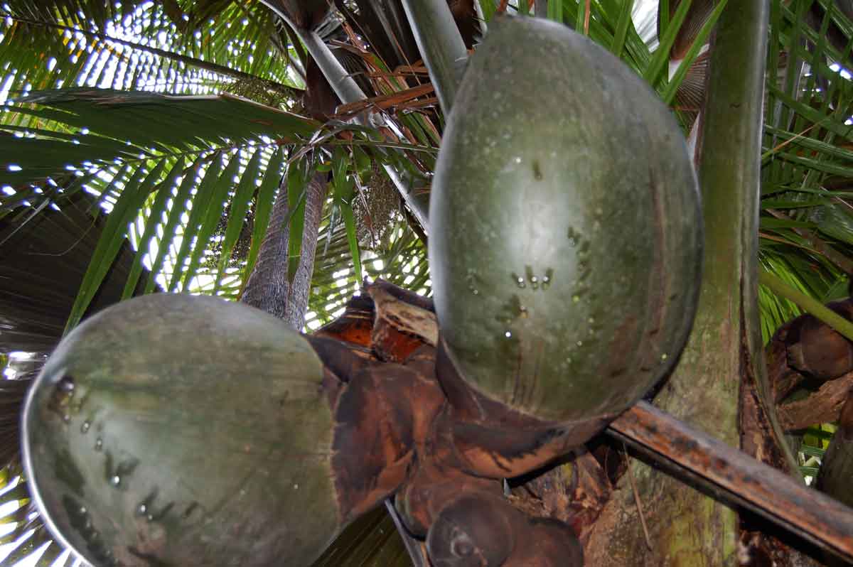 Ein Garten Eden - die Seychellen Teil 1