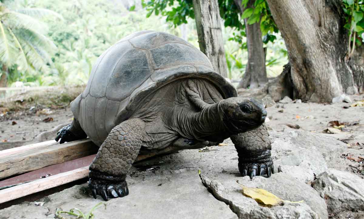 Ein Garten Eden - die Seychellen Teil 1