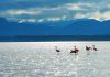 Rosa Wunder: Flamingos am Chiemsee