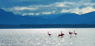 Rosa Wunder: Flamingos am Chiemsee