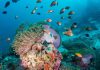 Korallenkörbe pflanzen, Schildkröten retten, Rhinos schützen
