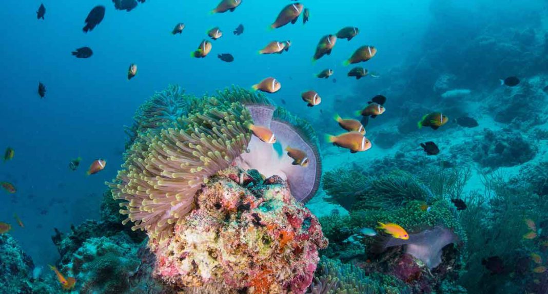 Korallenkörbe pflanzen, Schildkröten retten, Rhinos schützen